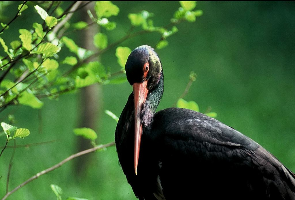 Cicognino nero - Ciconia nigra